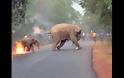 Ελεφαντάκι με τη μαμά του δίνουν μάχη με τις φλόγες [video]