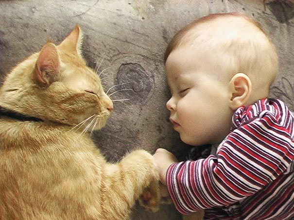 Τα παιδιά που μεγαλώνουν με γάτες κινδυνεύουν λιγότερο από άσθμα - Φωτογραφία 1