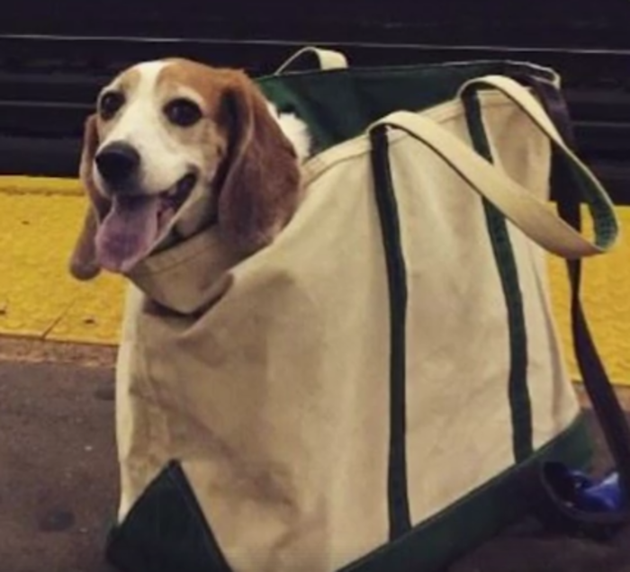 Νέα Υόρκη: Απαγόρευσαν τα ζώα στο μετρό αλλά η λύση βρέθηκε! - Φωτογραφία 3