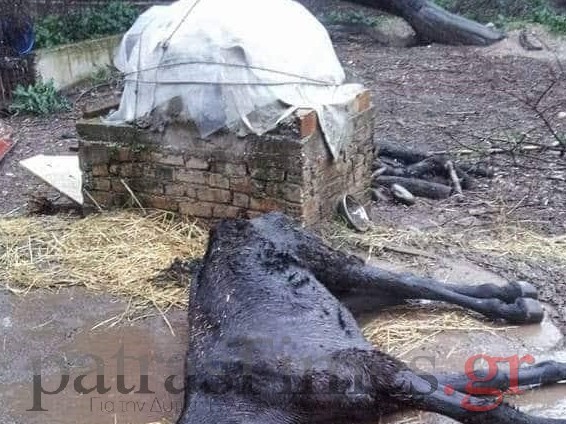 Κολαστήριο ζώων στο Ρίον – Νεκρά άλογα – υποσιτισμένες κατσίκες [Σκληρές εικόνες] - Φωτογραφία 1