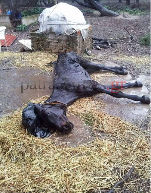 Κολαστήριο ζώων στο Ρίον – Νεκρά άλογα – υποσιτισμένες κατσίκες [Σκληρές εικόνες] - Φωτογραφία 2