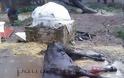 Κολαστήριο ζώων στο Ρίον – Νεκρά άλογα – υποσιτισμένες κατσίκες [Σκληρές εικόνες] - Φωτογραφία 2