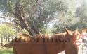 Κολαστήριο ζώων στο Ρίον – Νεκρά άλογα – υποσιτισμένες κατσίκες [Σκληρές εικόνες] - Φωτογραφία 4