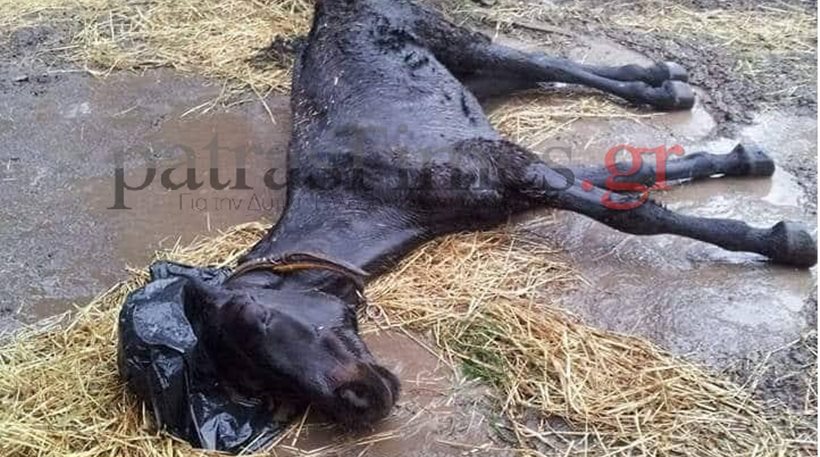 Κολαστήριο ζώων στο Ρίο Νεκρά άλογα – υποσιτισμένες κατσίκες - Φωτογραφία 1