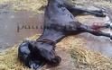 Κολαστήριο ζώων στο Ρίο Νεκρά άλογα – υποσιτισμένες κατσίκες