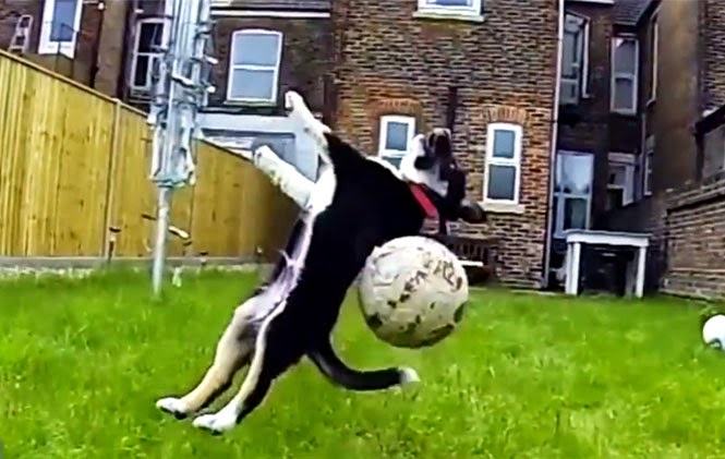 ΞΕΚΑΡΔΙΣΤΙΚΟ βίντεο: Σκύλοι που αποτυγχάνουν να πιάνουν πράγματα και προσφέρουν στιγμές γέλιου - Φωτογραφία 1