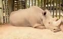 Ο Sudan είναι ο τελευταίος αρσενικός λευκός ρινόκερος του πλανήτη