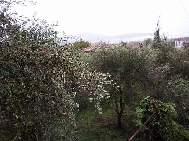 Καλημέρα με βροχή απο το χωριό ΜΑΧΑΙΡΑΣ Ξηρομέρου (ΕΙΚΟΝΕΣ) - Φωτογραφία 13