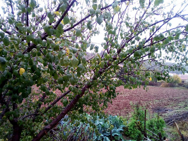 Καλημέρα με βροχή απο το χωριό ΜΑΧΑΙΡΑΣ Ξηρομέρου (ΕΙΚΟΝΕΣ) - Φωτογραφία 15