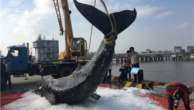 Κίνα: Νεκρή πτεροφάλαινα που έχασε τον προσανατολισμό της - Φωτογραφία 1