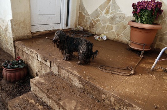 Συγκινεί ο λασπωμένος και χωρίς...ιστορία σκυλάκος της Μάνδρας [photos] - Φωτογραφία 4