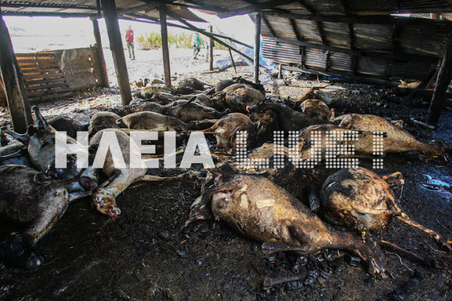 Ηλεία: Κεραυνός έκαψε στάνη και πρόβατα ιερέα - Φωτογραφία 10
