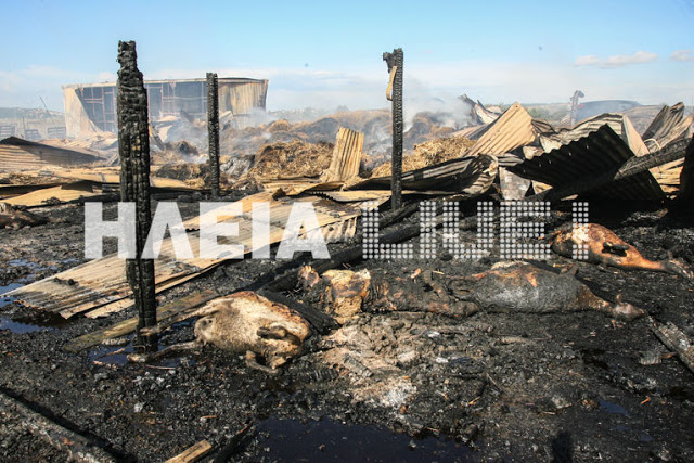 Ηλεία: Κεραυνός έκαψε στάνη και πρόβατα ιερέα - Φωτογραφία 13