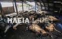 Ηλεία: Κεραυνός έκαψε στάνη και πρόβατα ιερέα - Φωτογραφία 10