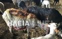 Ηλεία: Κεραυνός έκαψε στάνη και πρόβατα ιερέα - Φωτογραφία 4