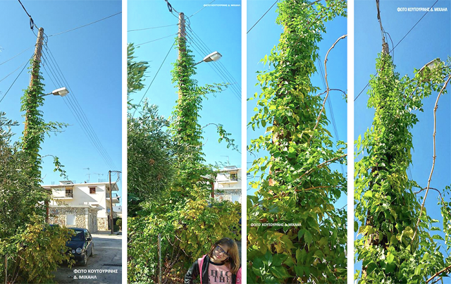Αναρριχώμενο φυτό σκαρφάλωσε σε κολώνα της ΔΕΗ στη ΒΟΝΙΤΣΑ (ΦΩΤΟ: Μιχάλης Κουτουρίνης) - Φωτογραφία 1