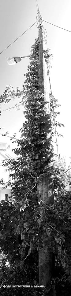 Αναρριχώμενο φυτό σκαρφάλωσε σε κολώνα της ΔΕΗ στη ΒΟΝΙΤΣΑ (ΦΩΤΟ: Μιχάλης Κουτουρίνης) - Φωτογραφία 10