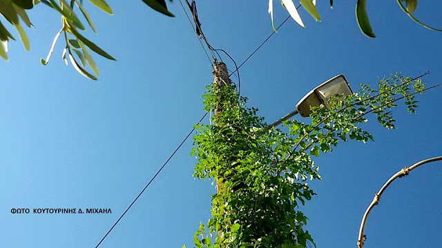 Αναρριχώμενο φυτό σκαρφάλωσε σε κολώνα της ΔΕΗ στη ΒΟΝΙΤΣΑ (ΦΩΤΟ: Μιχάλης Κουτουρίνης) - Φωτογραφία 2