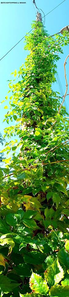 Αναρριχώμενο φυτό σκαρφάλωσε σε κολώνα της ΔΕΗ στη ΒΟΝΙΤΣΑ (ΦΩΤΟ: Μιχάλης Κουτουρίνης) - Φωτογραφία 3