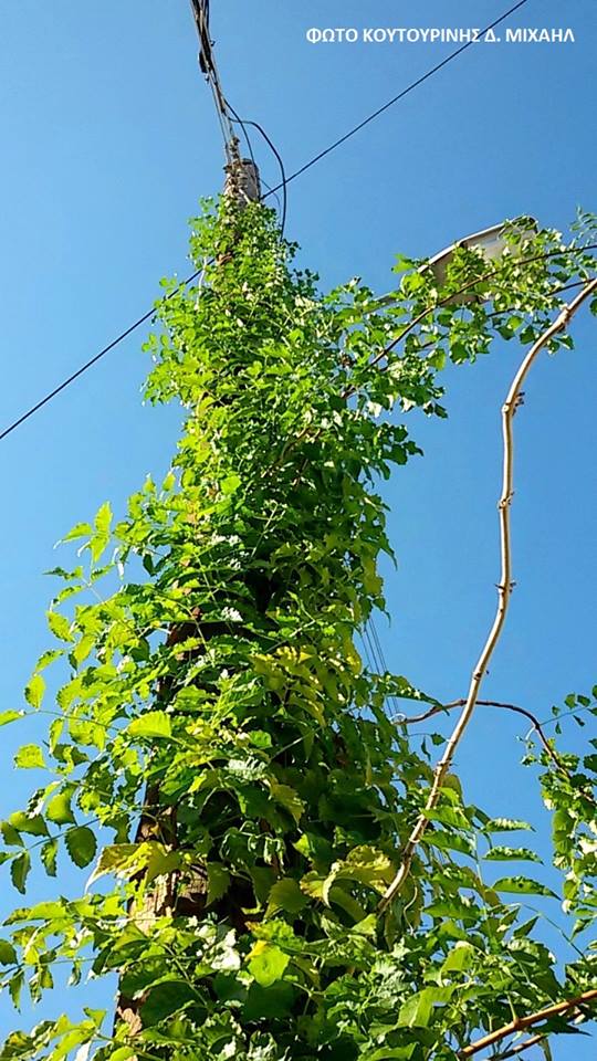 Αναρριχώμενο φυτό σκαρφάλωσε σε κολώνα της ΔΕΗ στη ΒΟΝΙΤΣΑ (ΦΩΤΟ: Μιχάλης Κουτουρίνης) - Φωτογραφία 5