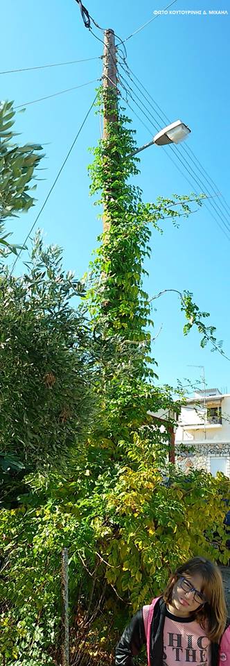 Αναρριχώμενο φυτό σκαρφάλωσε σε κολώνα της ΔΕΗ στη ΒΟΝΙΤΣΑ (ΦΩΤΟ: Μιχάλης Κουτουρίνης) - Φωτογραφία 6