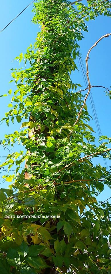 Αναρριχώμενο φυτό σκαρφάλωσε σε κολώνα της ΔΕΗ στη ΒΟΝΙΤΣΑ (ΦΩΤΟ: Μιχάλης Κουτουρίνης) - Φωτογραφία 7