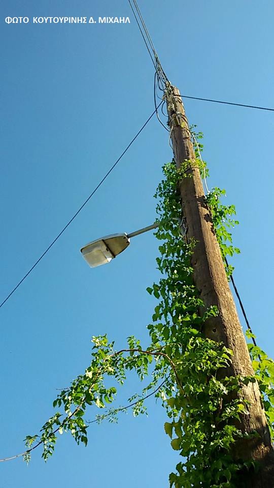 Αναρριχώμενο φυτό σκαρφάλωσε σε κολώνα της ΔΕΗ στη ΒΟΝΙΤΣΑ (ΦΩΤΟ: Μιχάλης Κουτουρίνης) - Φωτογραφία 8
