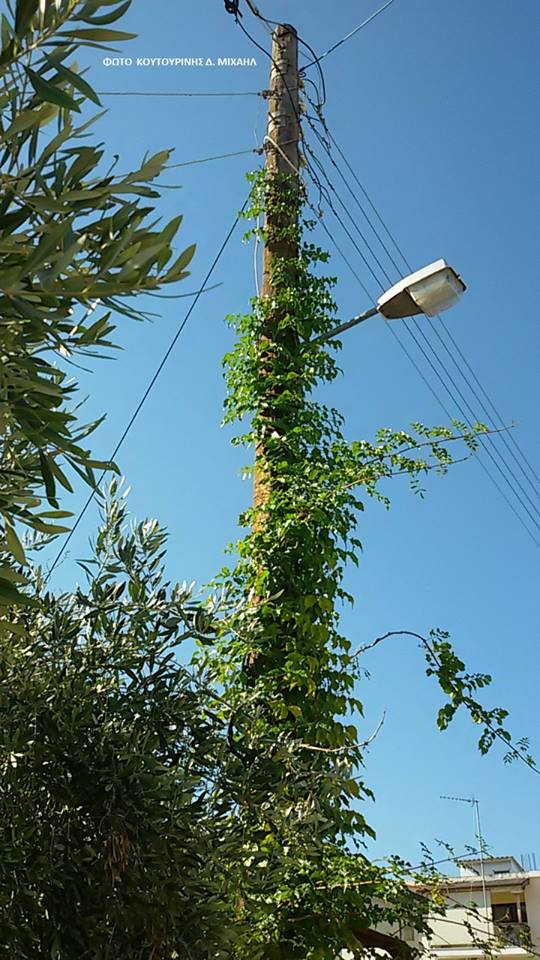 Αναρριχώμενο φυτό σκαρφάλωσε σε κολώνα της ΔΕΗ στη ΒΟΝΙΤΣΑ (ΦΩΤΟ: Μιχάλης Κουτουρίνης) - Φωτογραφία 9