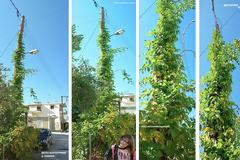 Αναρριχώμενο φυτό σκαρφάλωσε σε κολώνα της ΔΕΗ στη ΒΟΝΙΤΣΑ (ΦΩΤΟ: Μιχάλης Κουτουρίνης)