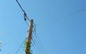 Αναρριχώμενο φυτό σκαρφάλωσε σε κολώνα της ΔΕΗ στη ΒΟΝΙΤΣΑ (ΦΩΤΟ: Μιχάλης Κουτουρίνης) - Φωτογραφία 4