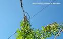 Αναρριχώμενο φυτό σκαρφάλωσε σε κολώνα της ΔΕΗ στη ΒΟΝΙΤΣΑ (ΦΩΤΟ: Μιχάλης Κουτουρίνης) - Φωτογραφία 5