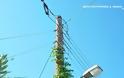 Αναρριχώμενο φυτό σκαρφάλωσε σε κολώνα της ΔΕΗ στη ΒΟΝΙΤΣΑ (ΦΩΤΟ: Μιχάλης Κουτουρίνης) - Φωτογραφία 6