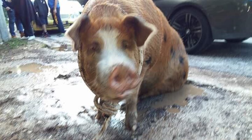 Απίστευτο: Ένα... γουρούνι «έκοβε βόλτες» στην Πολιτεία ΑΤΤΙΚΗΣ - Φωτογραφία 1