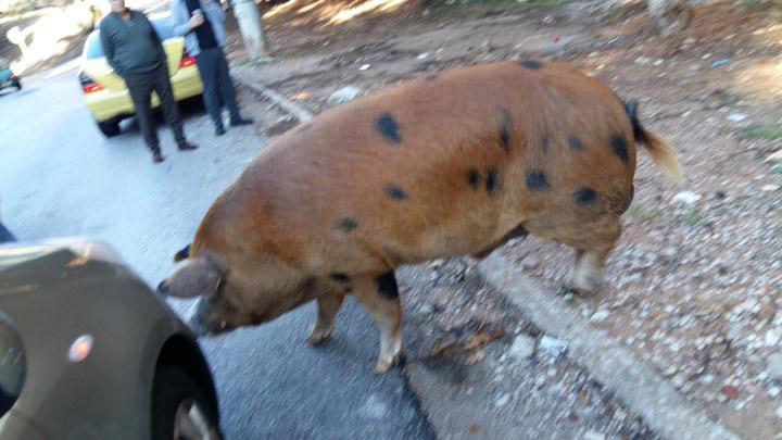 Απίστευτο: Ένα... γουρούνι «έκοβε βόλτες» στην Πολιτεία ΑΤΤΙΚΗΣ - Φωτογραφία 2
