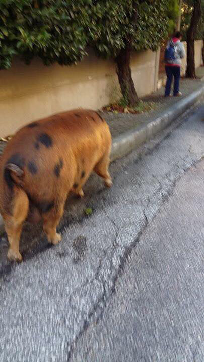 Απίστευτο: Ένα... γουρούνι «έκοβε βόλτες» στην Πολιτεία ΑΤΤΙΚΗΣ - Φωτογραφία 5
