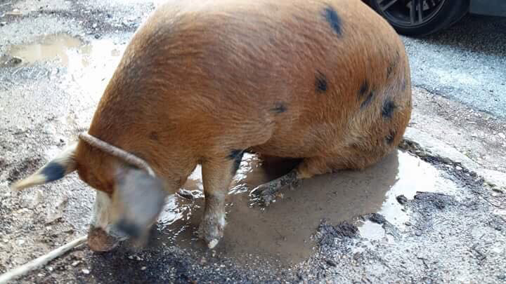 Απίστευτο: Ένα... γουρούνι «έκοβε βόλτες» στην Πολιτεία ΑΤΤΙΚΗΣ - Φωτογραφία 6