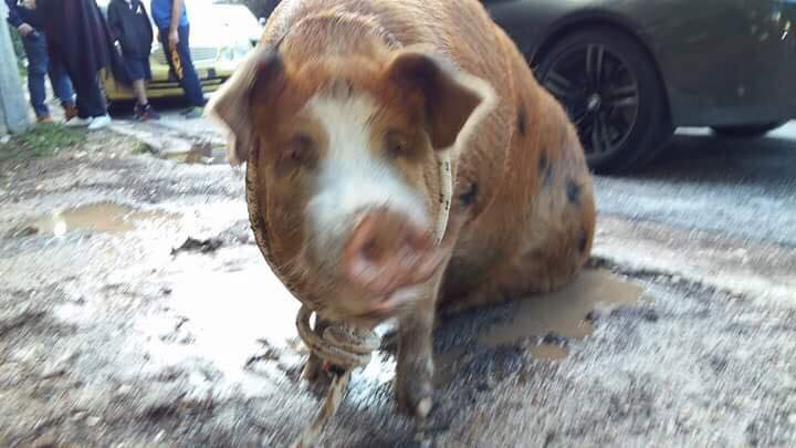 Απίστευτο: Ένα... γουρούνι «έκοβε βόλτες» στην Πολιτεία ΑΤΤΙΚΗΣ - Φωτογραφία 8
