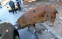 Απίστευτο: Ένα... γουρούνι «έκοβε βόλτες» στην Πολιτεία ΑΤΤΙΚΗΣ - Φωτογραφία 2