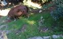 Απίστευτο: Ένα... γουρούνι «έκοβε βόλτες» στην Πολιτεία ΑΤΤΙΚΗΣ - Φωτογραφία 4