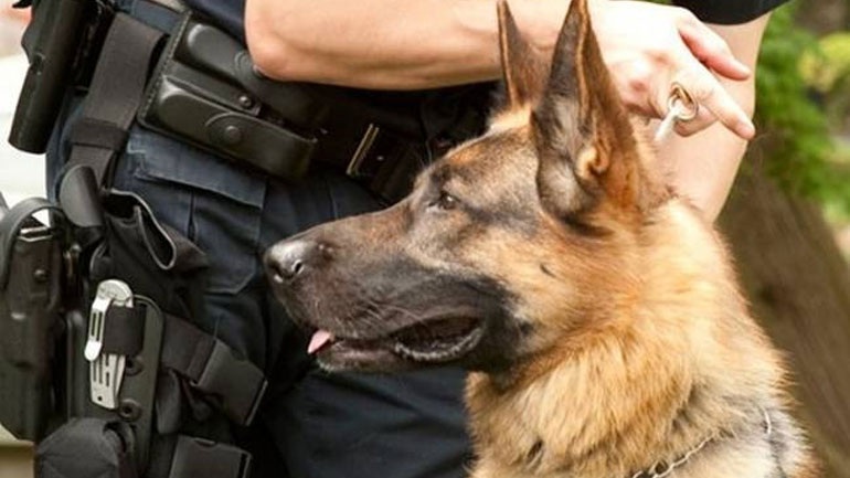 Ενώπιον της δικαιοσύνης αστυνομικός που πυροβόλησε σκυλί στην Κρήτη - Φωτογραφία 1