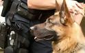 Ενώπιον της δικαιοσύνης αστυνομικός που πυροβόλησε σκυλί στην Κρήτη