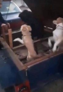 Αχαΐα: Δεμένα και κλεισμένα μέσα σε καρότσα τρία σκυλάκια - Καταγγελία κακοποίησης - ΦΩΤΟ - Φωτογραφία 5