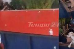 Αχαΐα: Δεμένα και κλεισμένα μέσα σε καρότσα τρία σκυλάκια - Καταγγελία κακοποίησης - ΦΩΤΟ