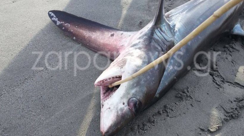 Καρχαρίας 3 μέτρα «βγήκε» στην παραλία - Φωτογραφία 1