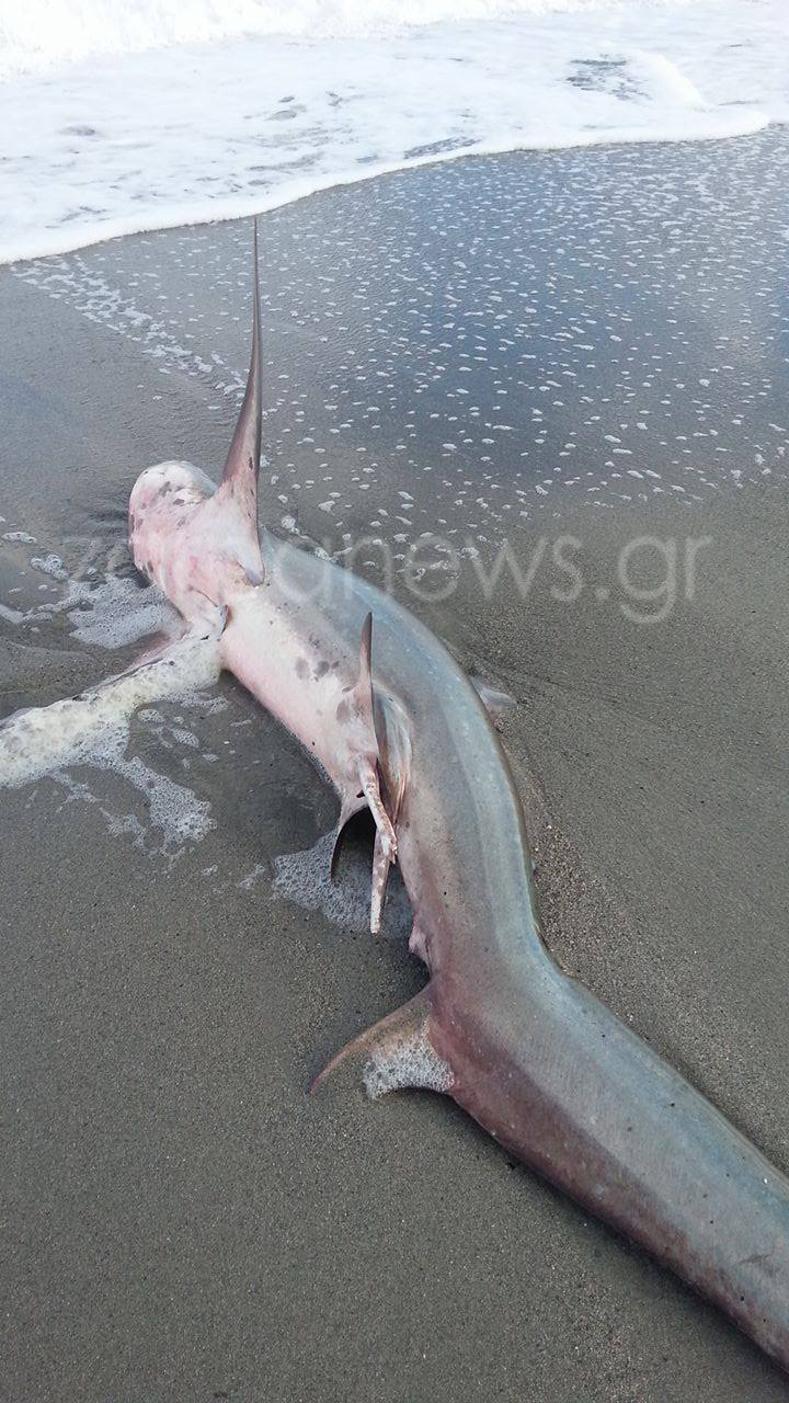 Καρχαρίας 3 μέτρα «βγήκε» στην παραλία - Φωτογραφία 2