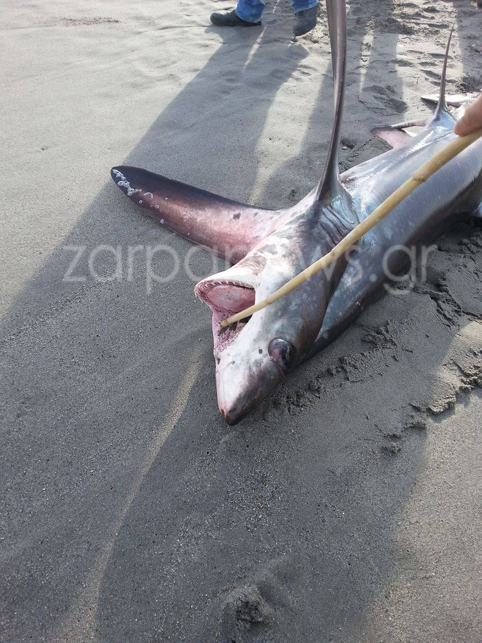 Καρχαρίας 3 μέτρα «βγήκε» στην παραλία - Φωτογραφία 3
