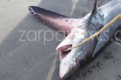 Καρχαρίας 3 μέτρα «βγήκε» στην παραλία