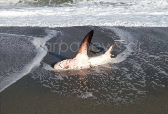 Χανιά: Καρχαρίας 3 μέτρα «βγήκε» στην παραλία του Πλατανιά  Πηγή: Χανιά: Καρχαρίας 3 μέτρα «βγήκε» στην παραλία του Πλατανιά - Φωτογραφία 1