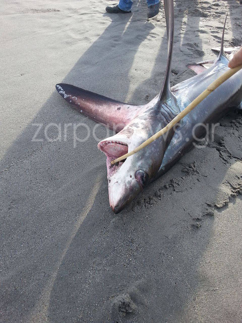Χανιά: Καρχαρίας 3 μέτρα «βγήκε» στην παραλία του Πλατανιά  Πηγή: Χανιά: Καρχαρίας 3 μέτρα «βγήκε» στην παραλία του Πλατανιά - Φωτογραφία 3