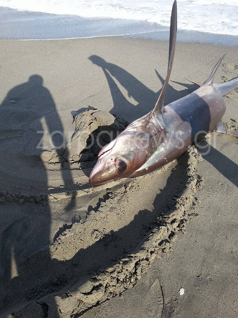 Χανιά: Καρχαρίας 3 μέτρα «βγήκε» στην παραλία του Πλατανιά  Πηγή: Χανιά: Καρχαρίας 3 μέτρα «βγήκε» στην παραλία του Πλατανιά - Φωτογραφία 4